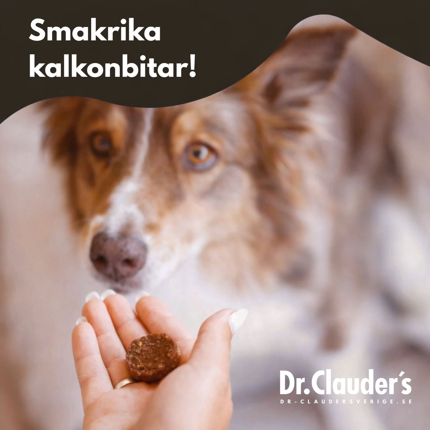 Hundgodis - Belly Ballet Coins