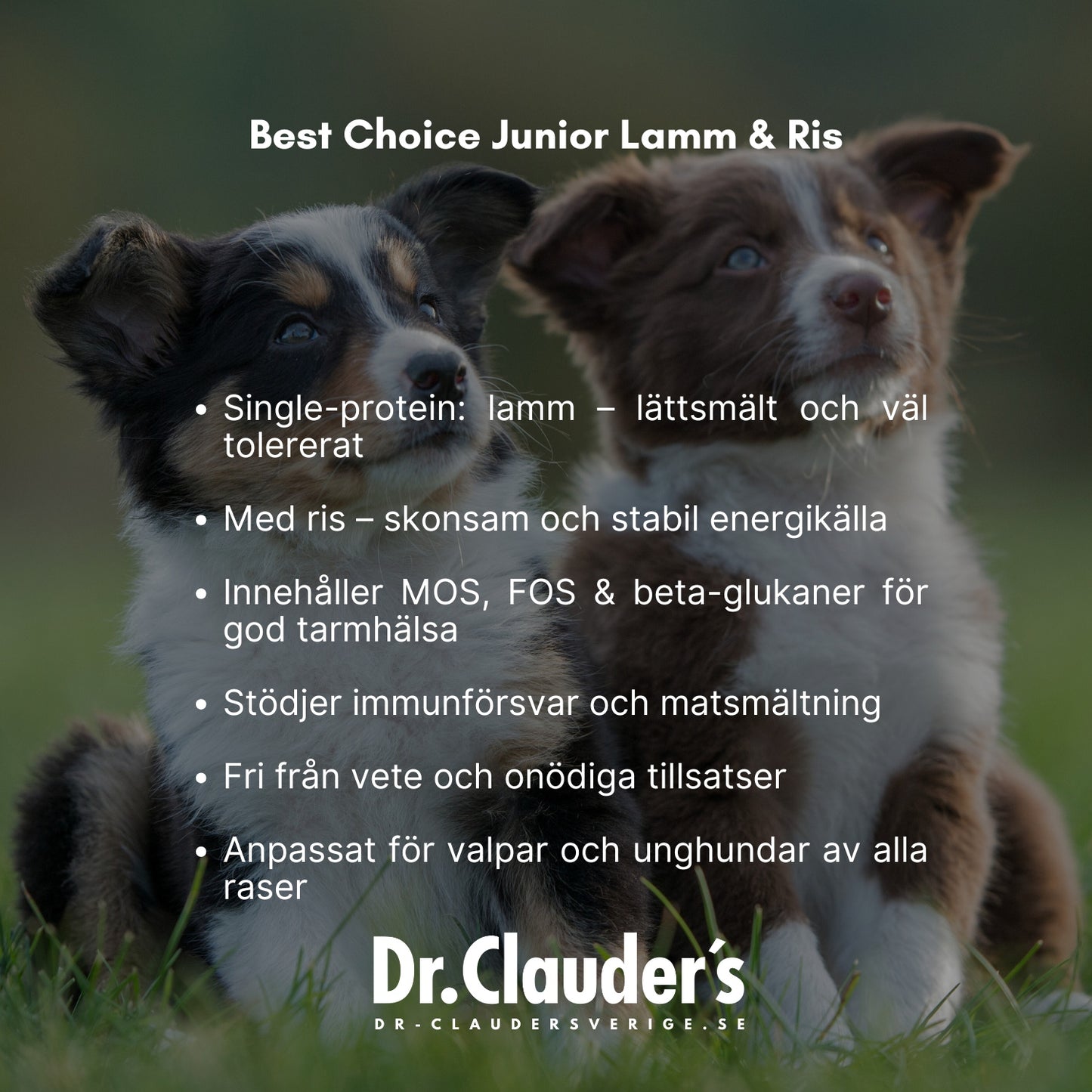 Lamm och Ris Junior 12.5 kg